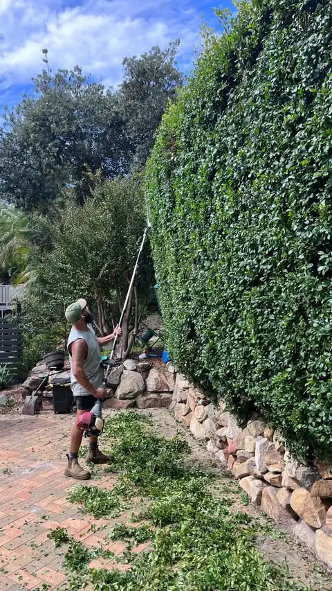 Hedging & pruning by Sunny Garden in Bateau Bay