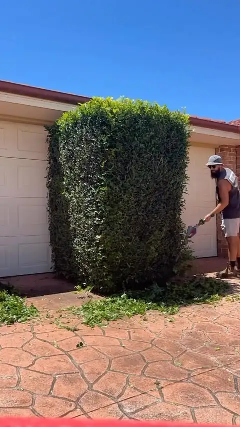 Hedging & pruning by Sunny Garden in Long Jetty