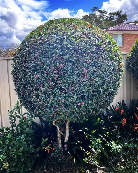Hedging & pruning by Sunny Garden in Terrigal