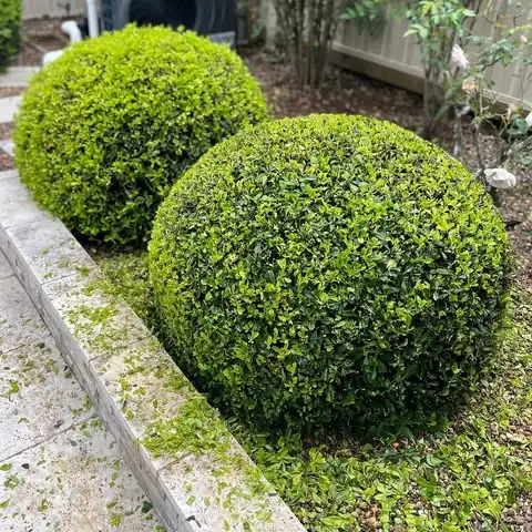 Hedging & pruning by Sunny Garden in Terrigal